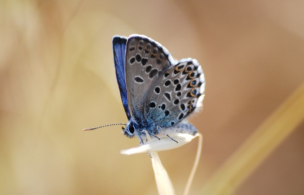 Plebejus (Plebejus) bellieri